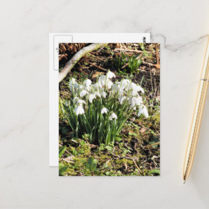 POSTAL SNOWDROPS