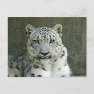 Postal SnowLeopardM002