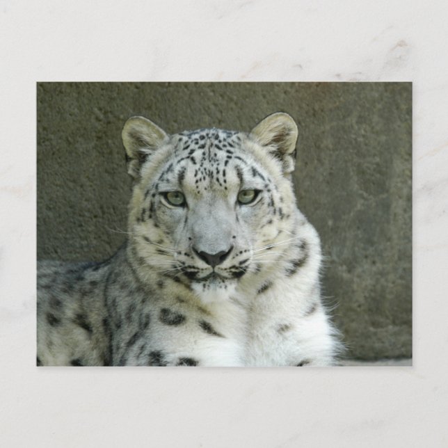Postal SnowLeopardM002 (Anverso)