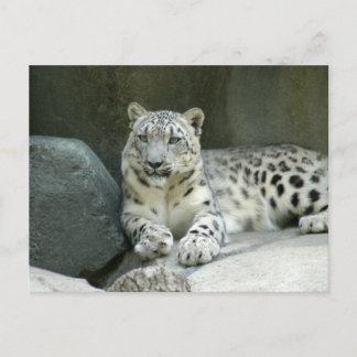 Postal SnowLeopardM003