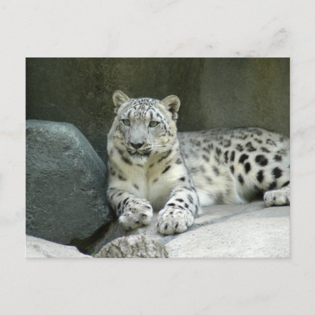 Postal SnowLeopardM003 (Anverso)