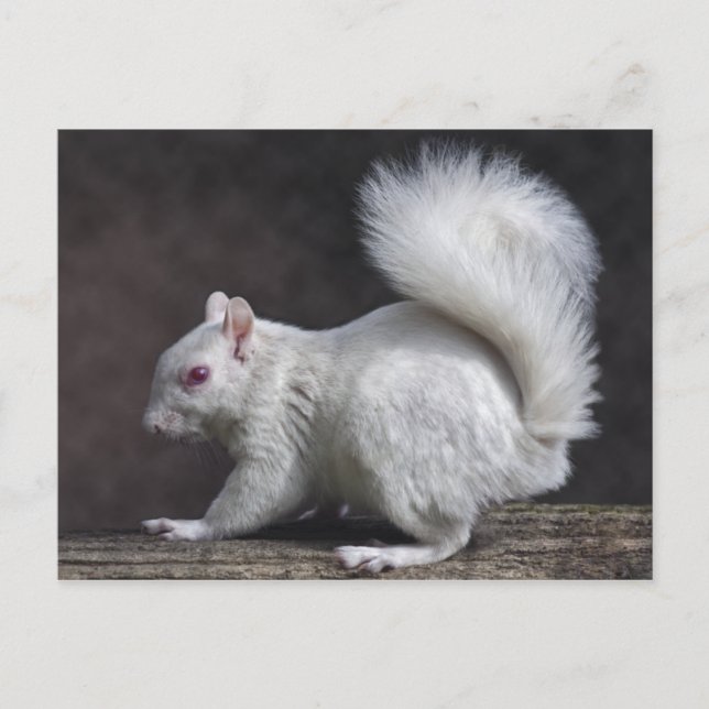 Postal Snowley (Anverso)