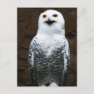 Postal Snowley Owl pca