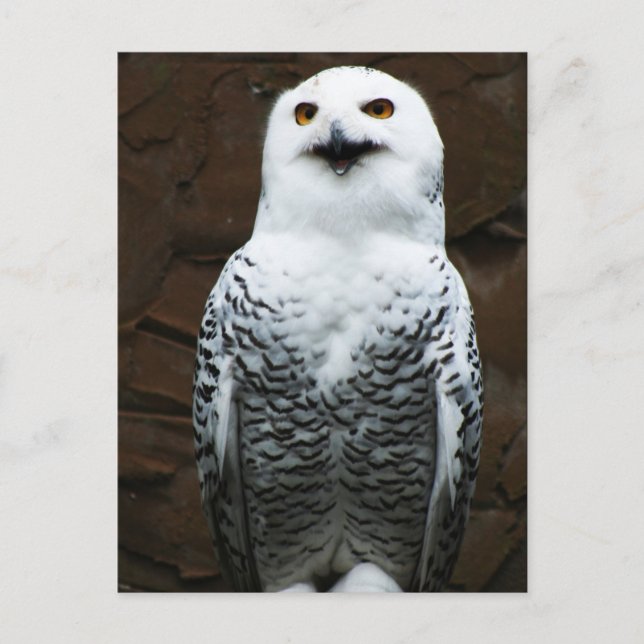 Postal Snowley Owl pca (Anverso)
