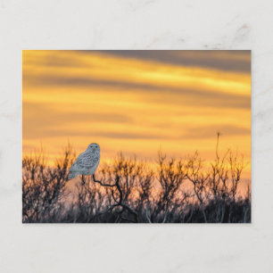Postal Snowley Owl Sunset