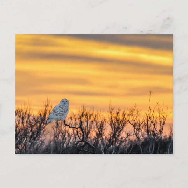 Postal Snowley Owl Sunset (Anverso)