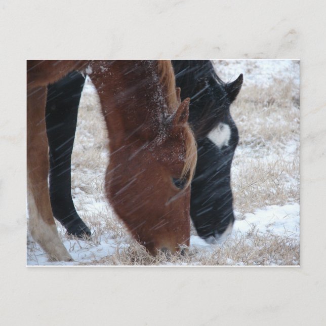 Postal Snowly Eats (Anverso)