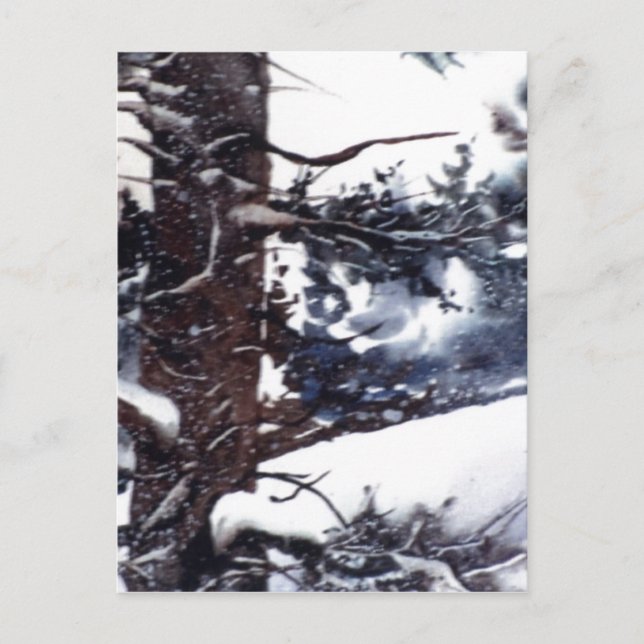 Postal "Snowowley Pine #2" (Anverso)