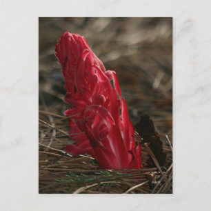 Postal Snowplant