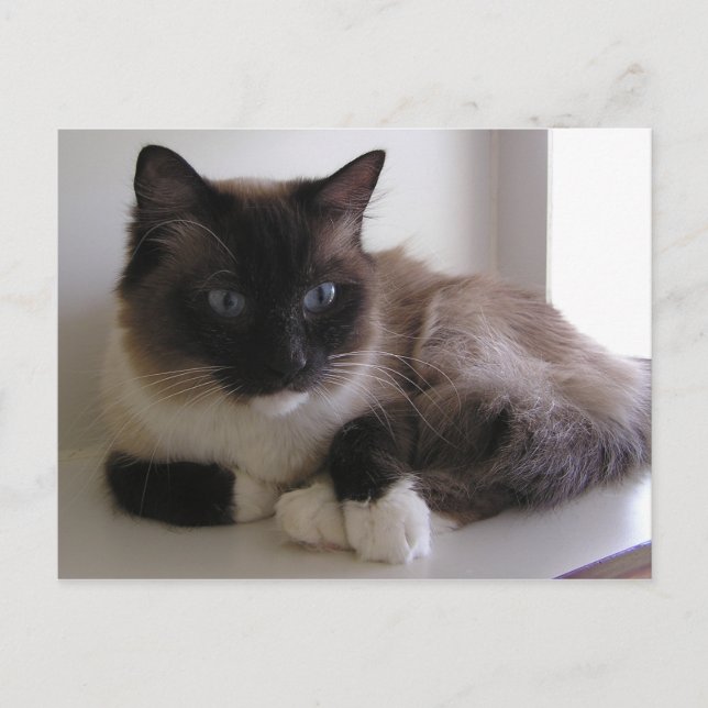 Postal Snowshoe (Anverso)