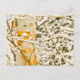Postal Snowy Birch