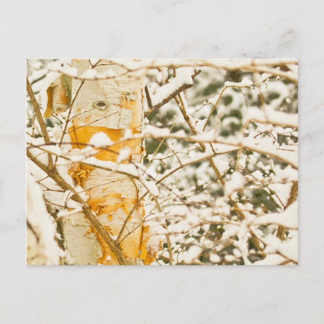 Postal Snowy Birch (Anverso)
