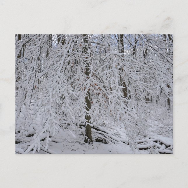 Postal Snowy Birch Tree Canopy (Anverso)