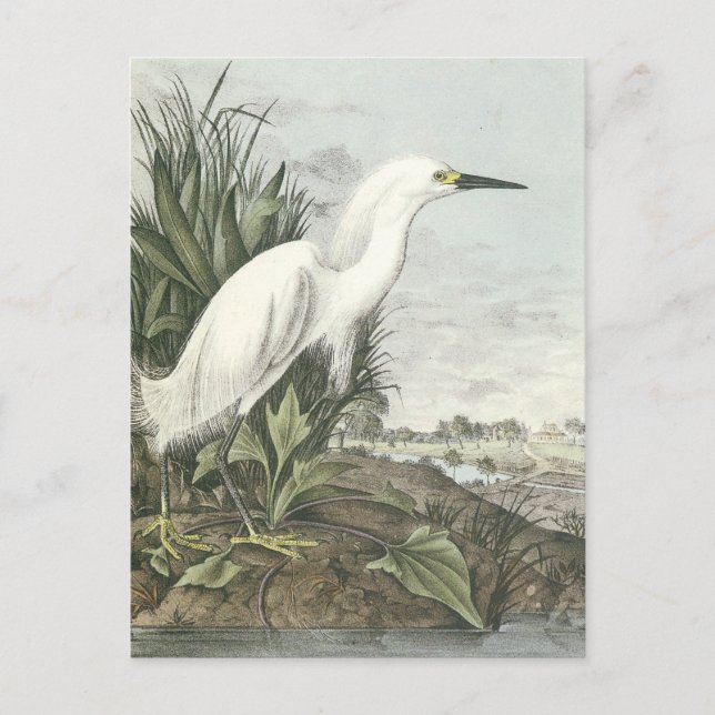 Postal Snowy Egret (Anverso)