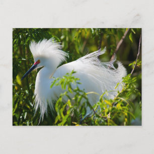 Postal Snowy Egret