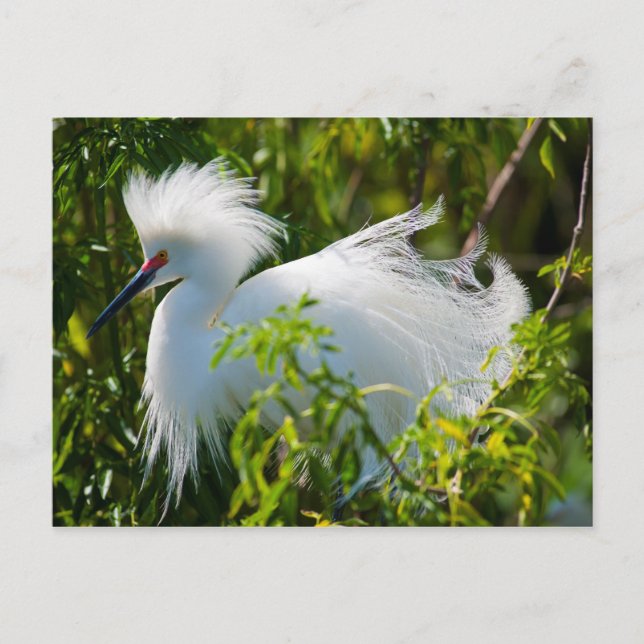 Postal Snowy Egret (Anverso)