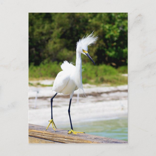 Postal Snowy Egret (Anverso)