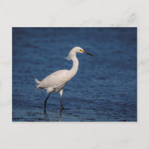 Postal Snowy Egret en North Beach
