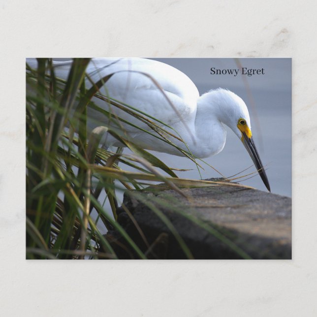 Postal Snowy Egret Photo Postcard (Anverso)