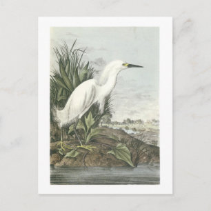 Postal Snowy Egret por Audubon