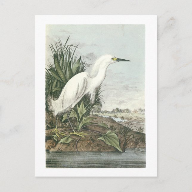 Postal Snowy Egret por Audubon (Anverso)