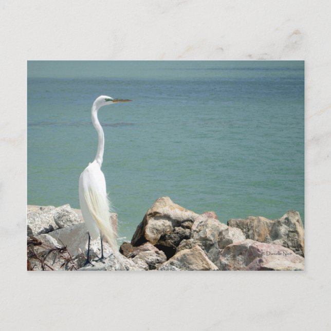 Postal Snowy Egret Postcard (Anverso)