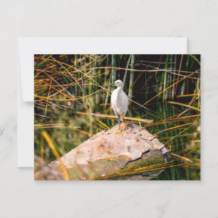 Postal Snowy Egret Postcard