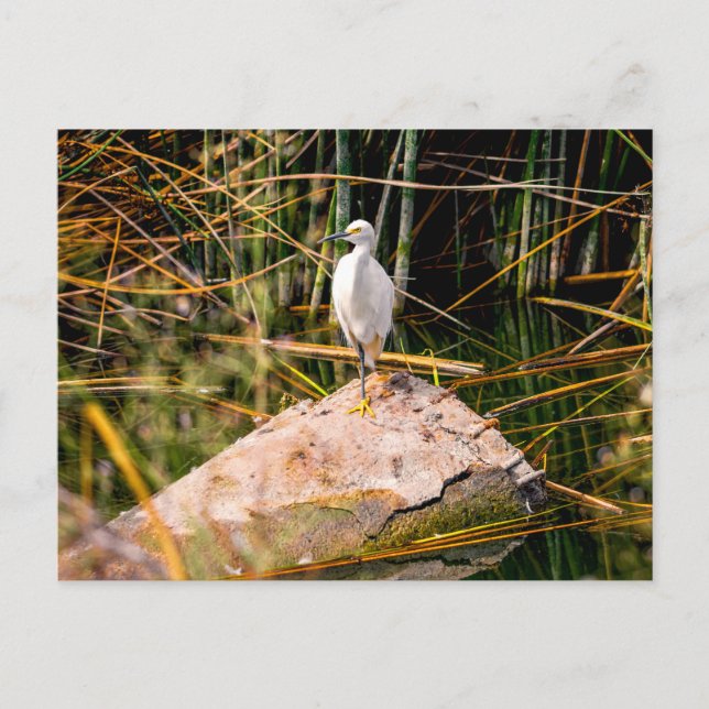 Postal Snowy Egret Postcard (Anverso)