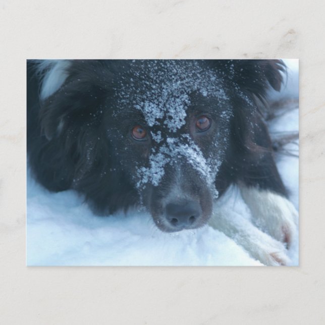Postal Snowy Facing Border Collie Cute Dog (Anverso)
