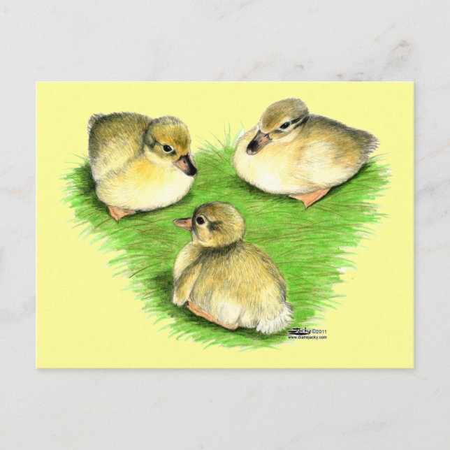 Postal Snowy Mallard Ducklings (Anverso)