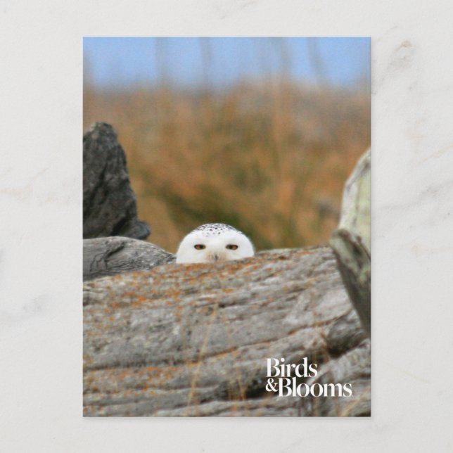 Postal Snowy Owl (Anverso)
