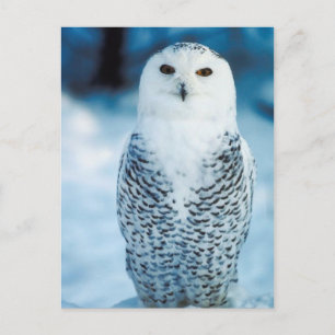 Postal Snowy Owl