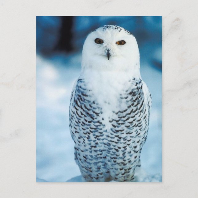 Postal Snowy Owl (Anverso)