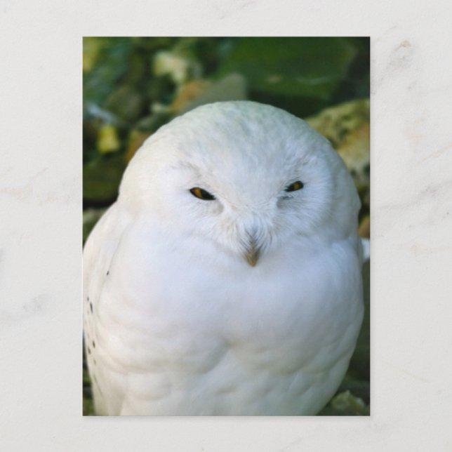 Postal Snowy Owl (Anverso)