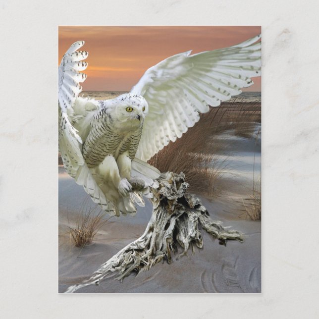 Postal Snowy Owl (Anverso)