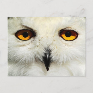 Postal Snowy Owl