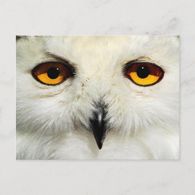 Postal Snowy Owl (Anverso)