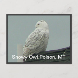Postal Snowy Owl