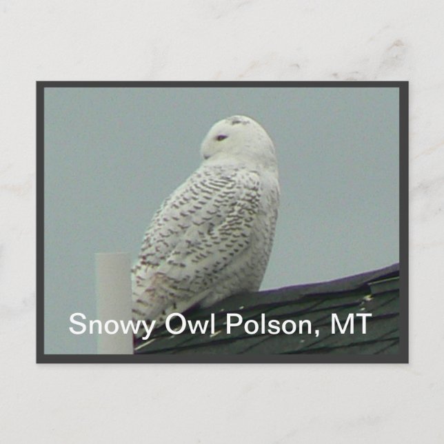 Postal Snowy Owl (Anverso)