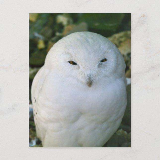 Postal Snowy Owl (Anverso)