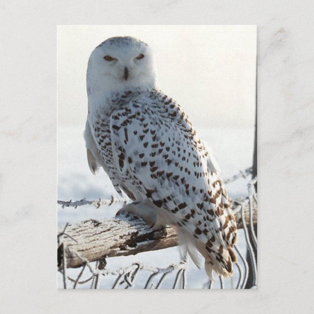 Postal Snowy Owl on fence (Anverso)
