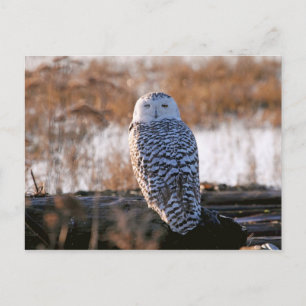 Postal Snowy Owl Winking