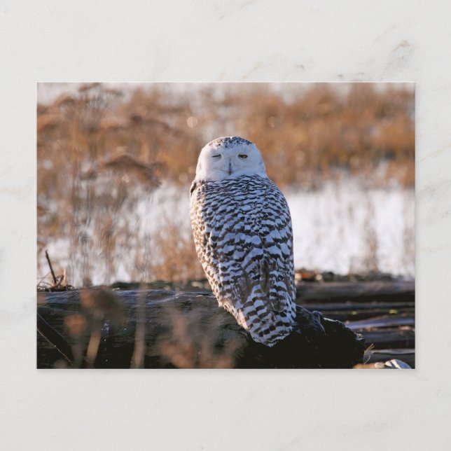 Postal Snowy Owl Winking (Anverso)