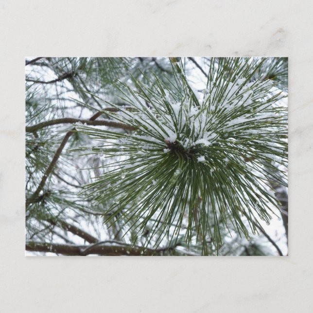 Postal Snowy Pine Needles Winter Nature Photography (Anverso)