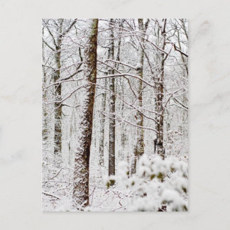 Postal Snowy Pocono Woodlands