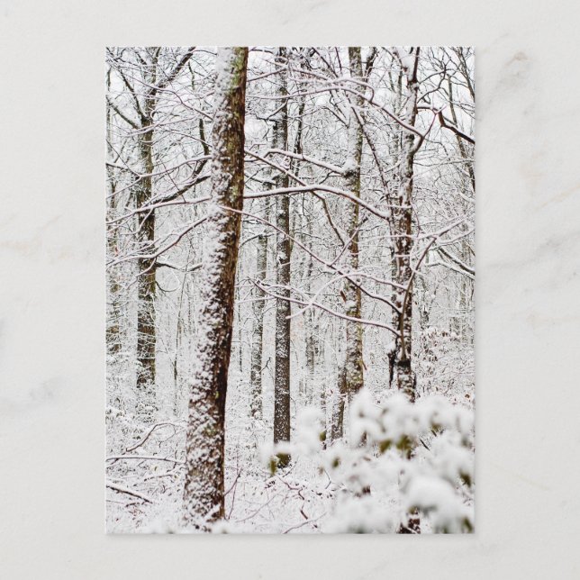 Postal Snowy Pocono Woodlands (Anverso)