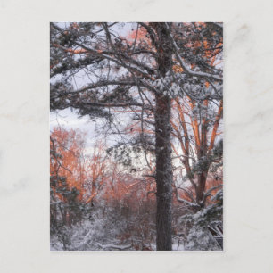 Postal Snowy Sunrise Winter Snow Pine Tree Photo