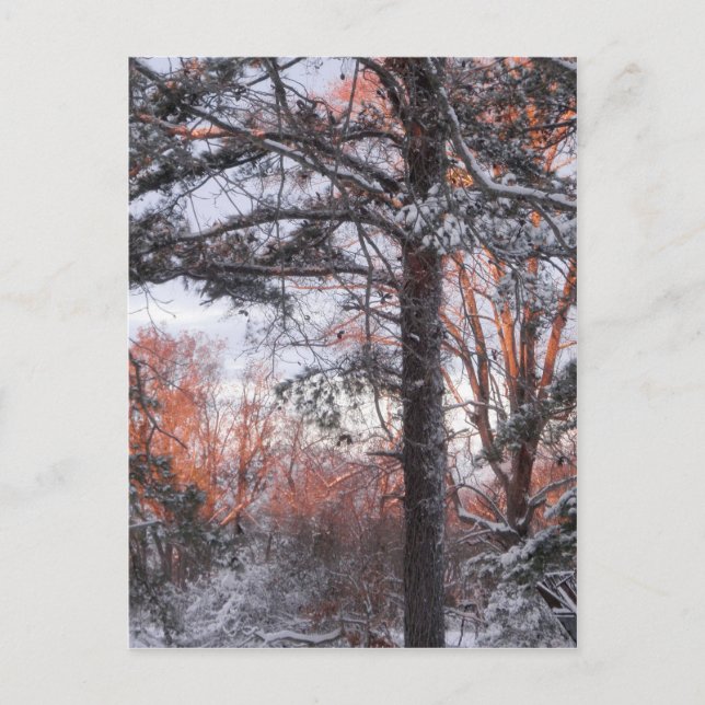 Postal Snowy Sunrise Winter Snow Pine Tree Photo (Anverso)