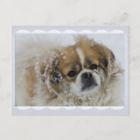 Postal Snowy tibetano español CC0136