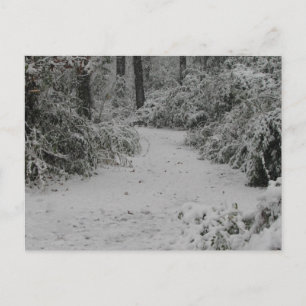Postal Snowy Woods